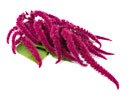 amaranth_seeds