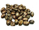 castor_seeds