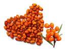  dried_sea_buckthorn